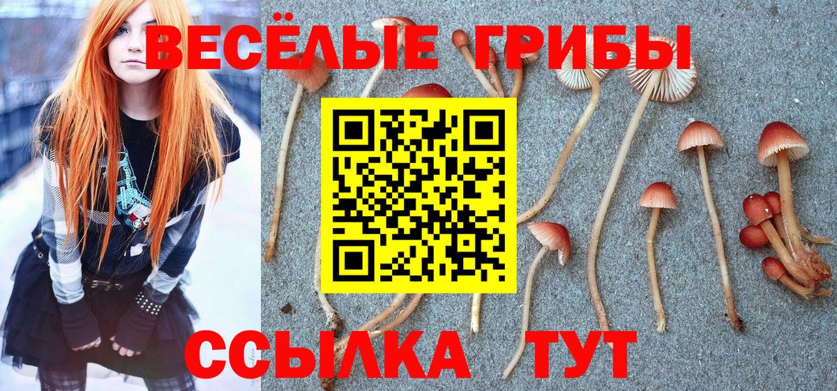 Галлюциногенные грибы Psilocybe Донецк
